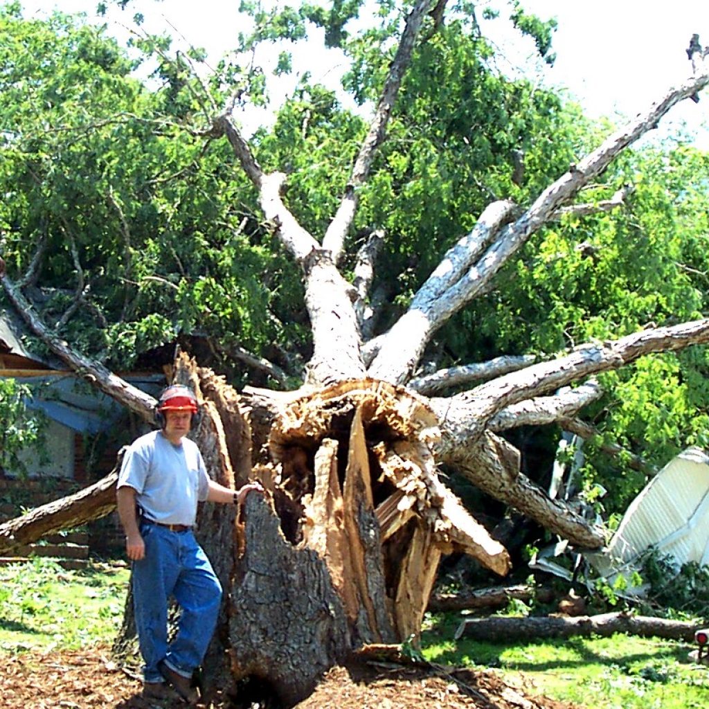 damaged tree
