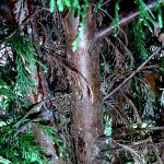 Seirdium canker on Leyland Cypress (Upstate, SC)