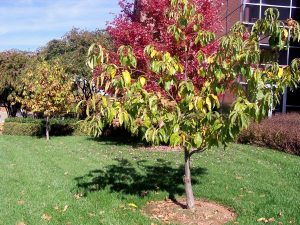 american-chestnut