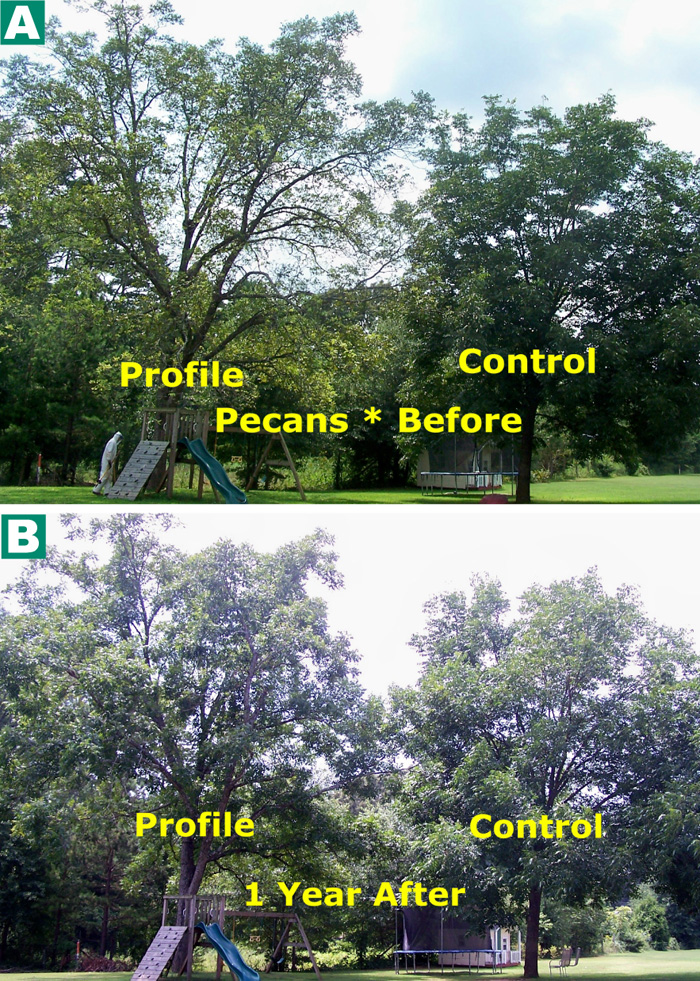 before-after-trees-a-copy