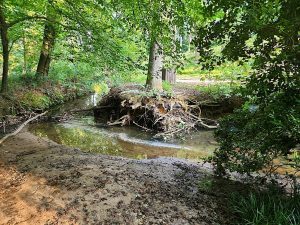 Stormwater runoff has eroded away this poplar’s root ball, while in her wake, loose branches, soap film and silt.
