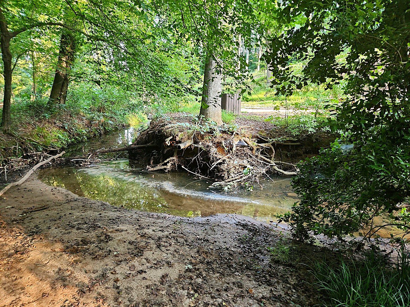 Stormwater runoff has eroded away this poplar’s root ball, while in her wake, loose branches, soap film and silt.