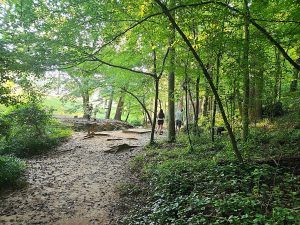 This park boasts as Greenville’s only 18-hole disc golf course. The ground has become so compacted that not even non-native invasive plants can grow.